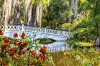 USA- South Carolina- Charleston. Magnolia Plantation Coastal Print